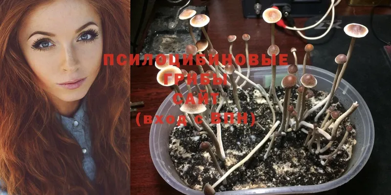 Галлюциногенные грибы Cubensis  продажа наркотиков  Орехово-Зуево 